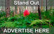 Advertise your business here